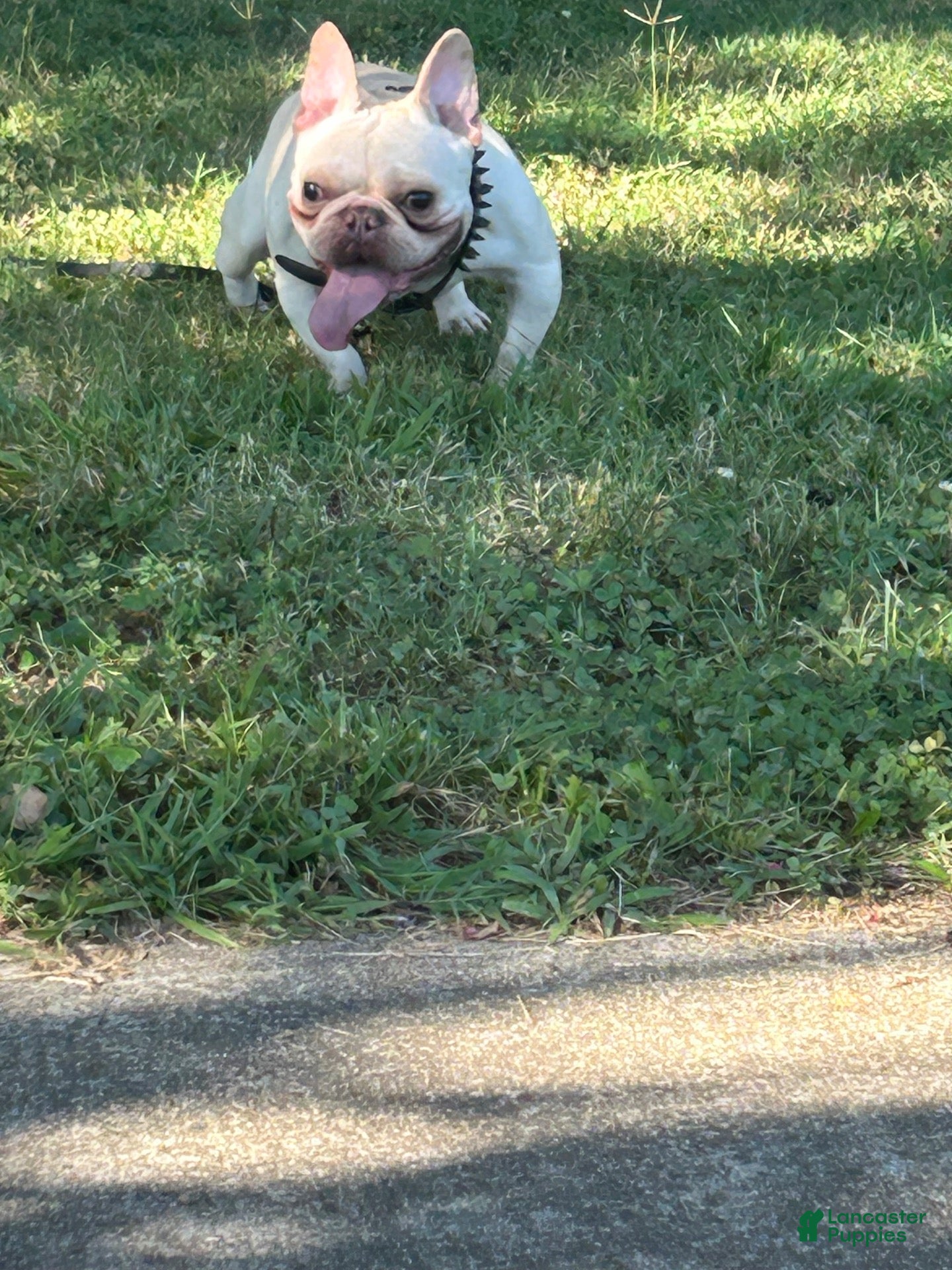 French Bulldog dogs for stud: Montana  - Ad 1