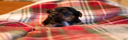 Mixed Breed dogs for sale: Angus - Ad 4