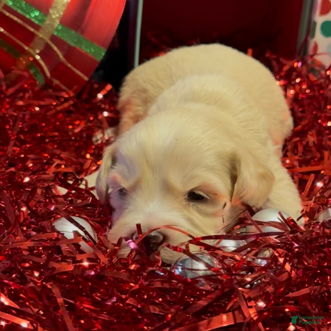 Mini Goldendoodle dogs for sale: Hopper - Ad 2