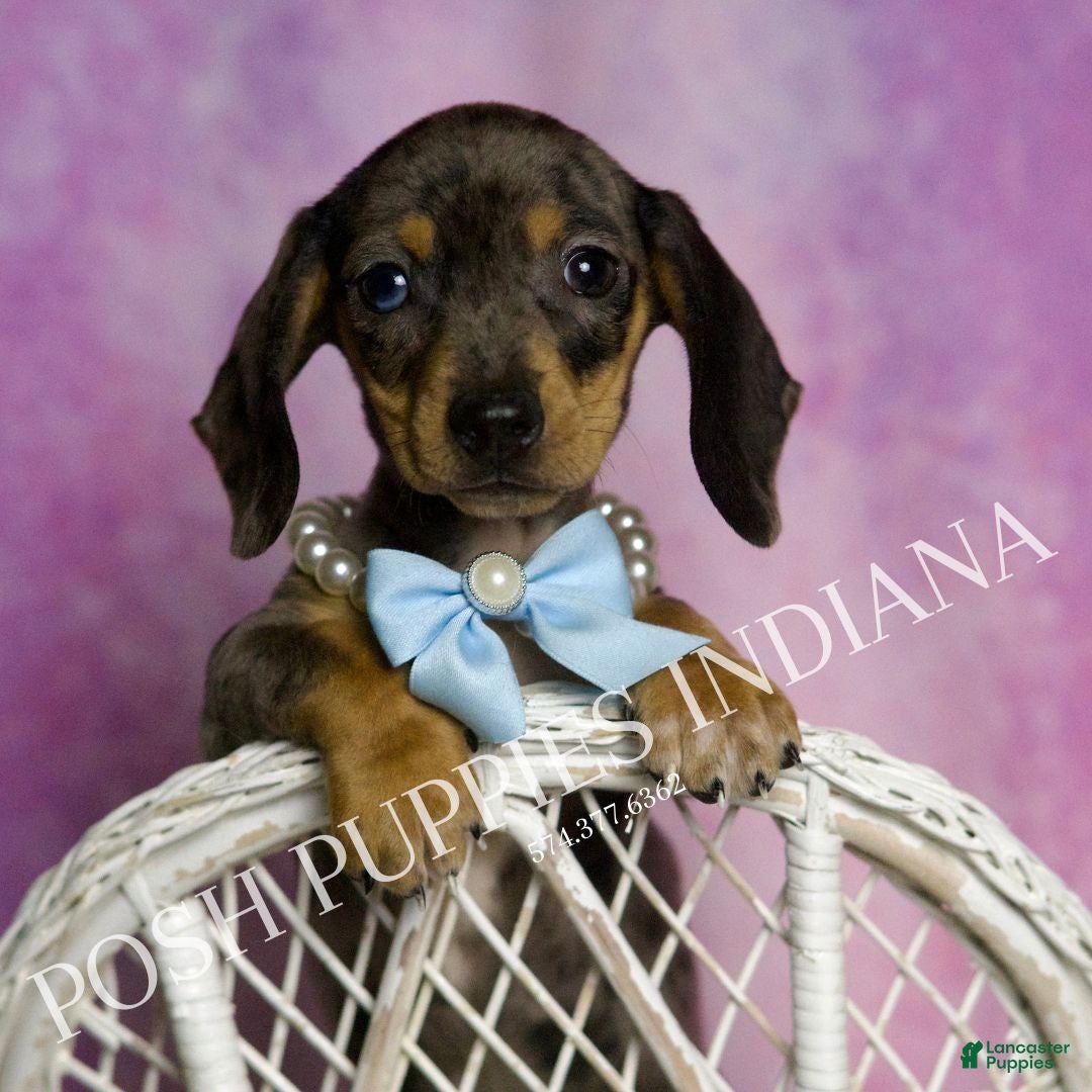 Miniature Dachshund dogs for sale: Charles - Ad 1