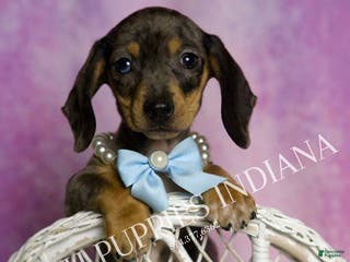 Miniature Dachshund dogs Charles - Ad 6