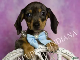 Miniature Dachshund dogs Charles - Ad 2