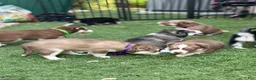Pomsky dogs for sale: Flint - Ad 22