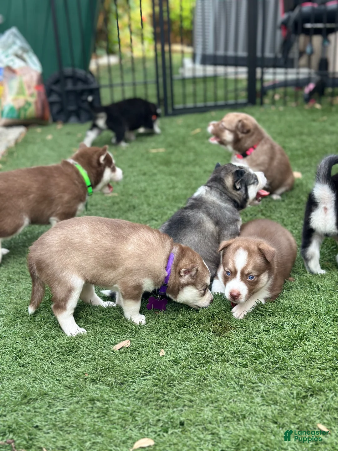 Pomsky dogs for sale: Flint - Ad 22