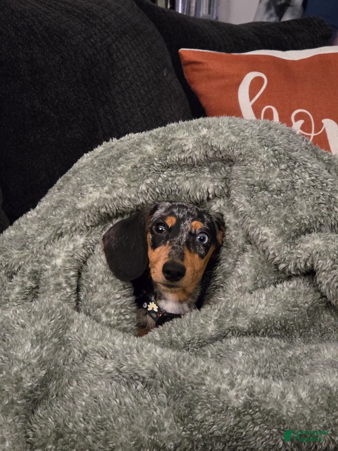 Miniature Dachshund dogs for sale: Miniature Dachshund Puppy 1 - Ad 5