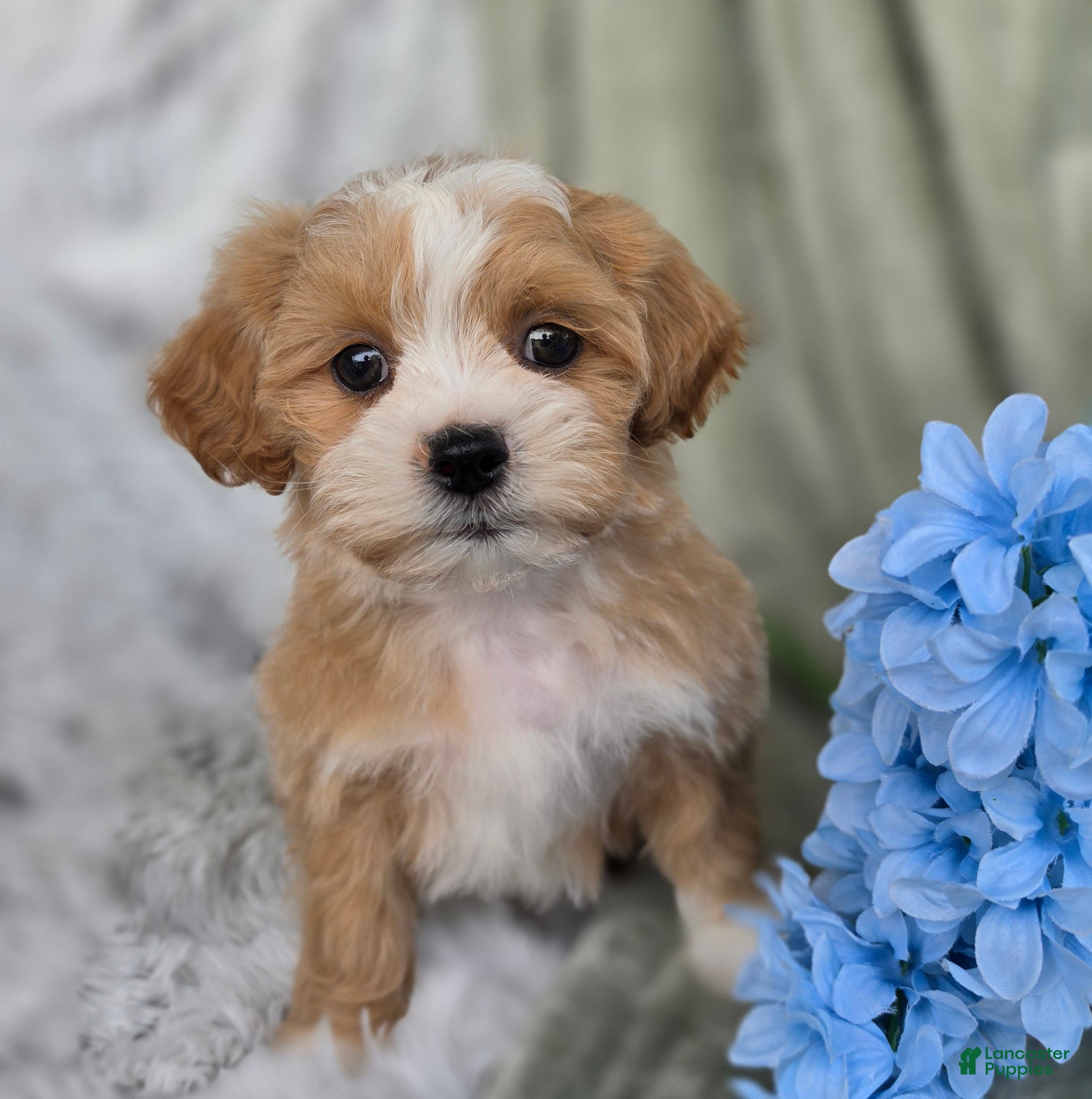 Shihpoo dogs Hudson - Ad 1