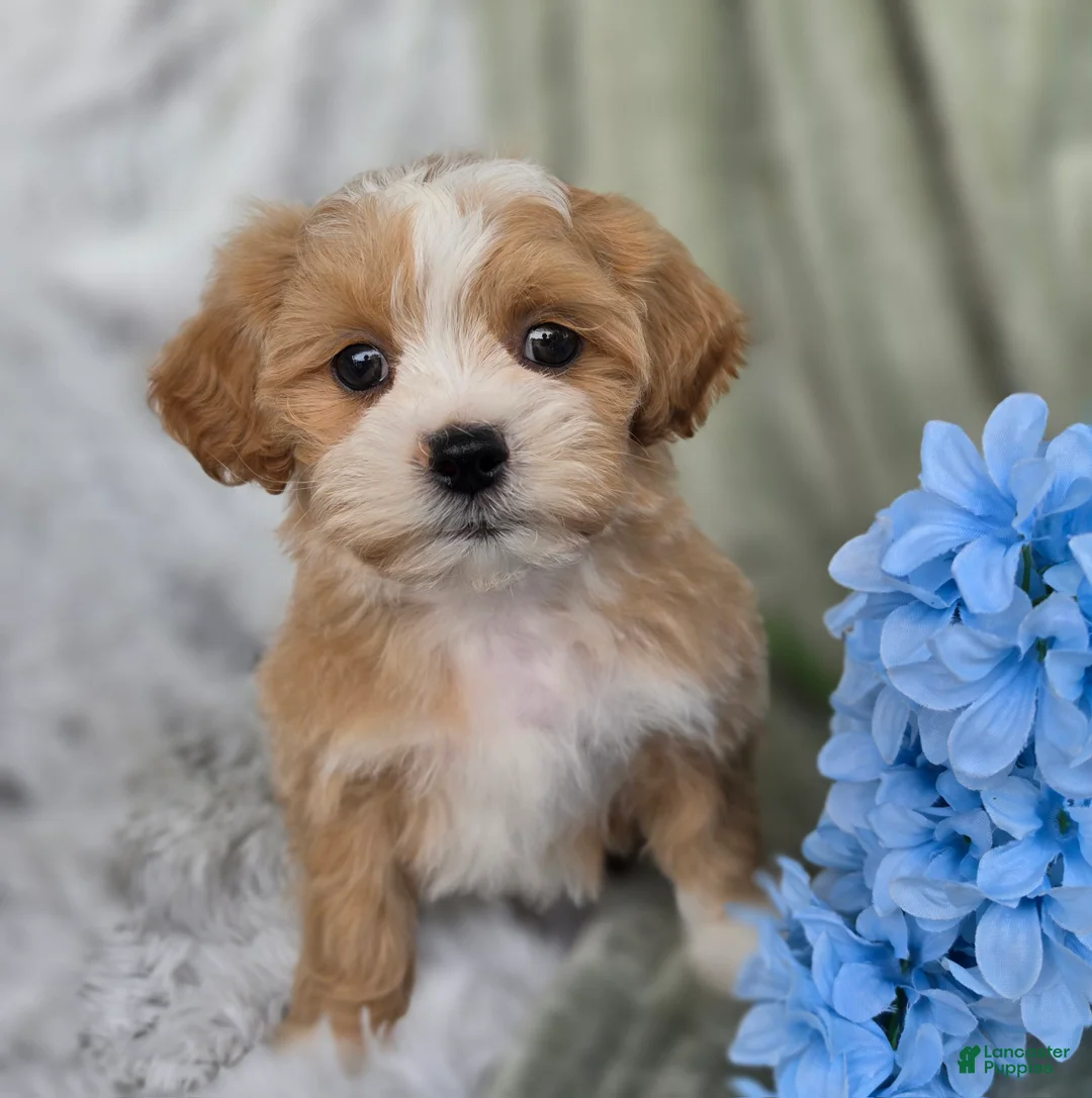 Shihpoo dogs for sale: Hudson - Ad 1