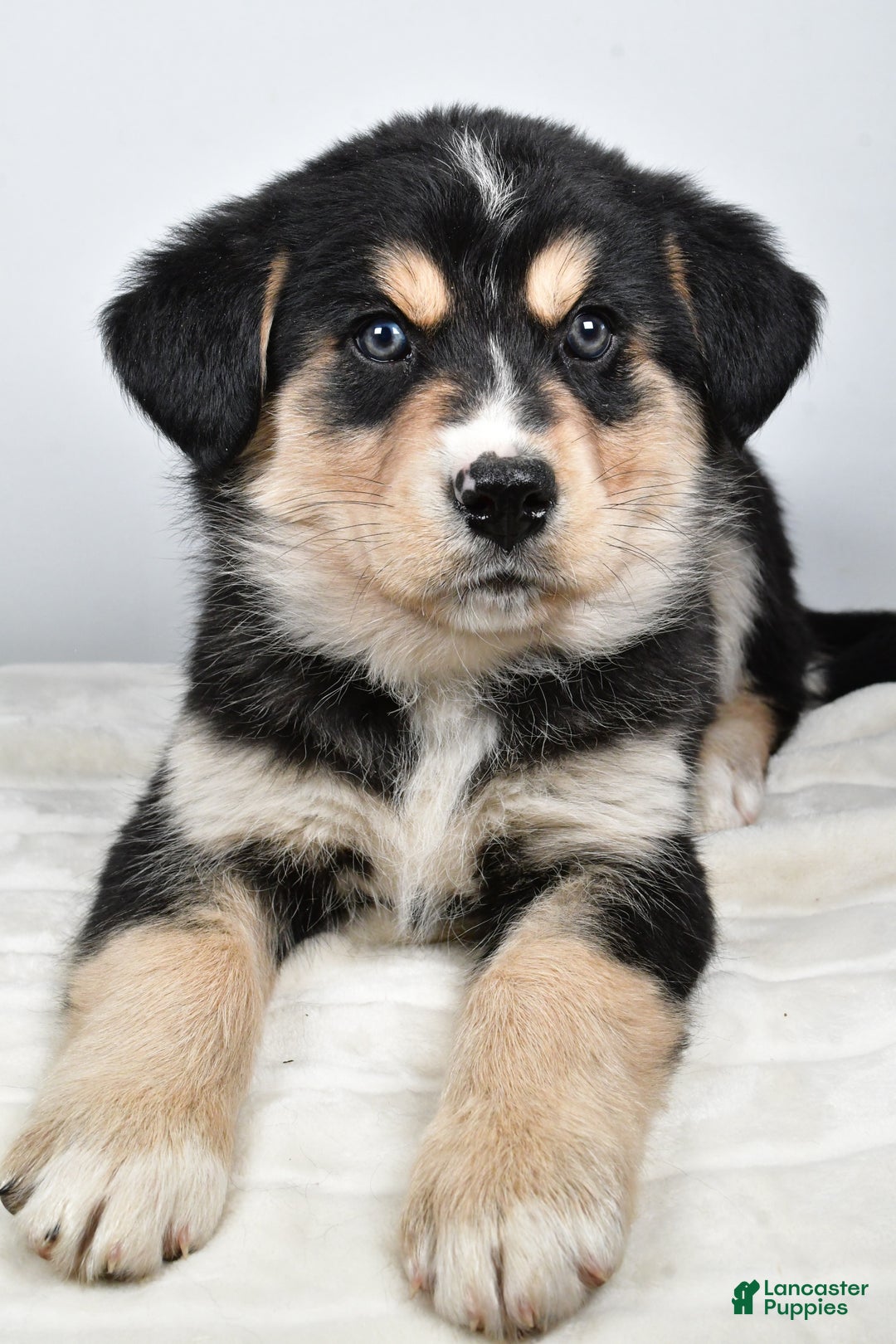 Mixed Breed dogs for sale: Cash - Ad 4