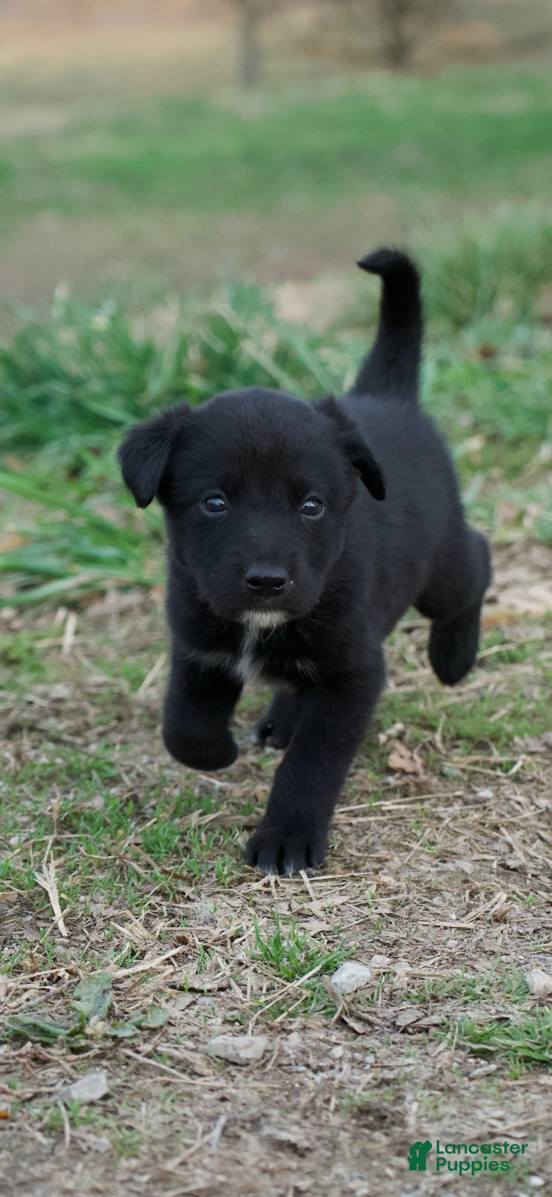 Mixed Breed dogs for sale: Mixed Breed Puppy 2 - Ad 14