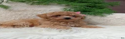 Bichpoo dogs for sale: Izzy - Ad 1