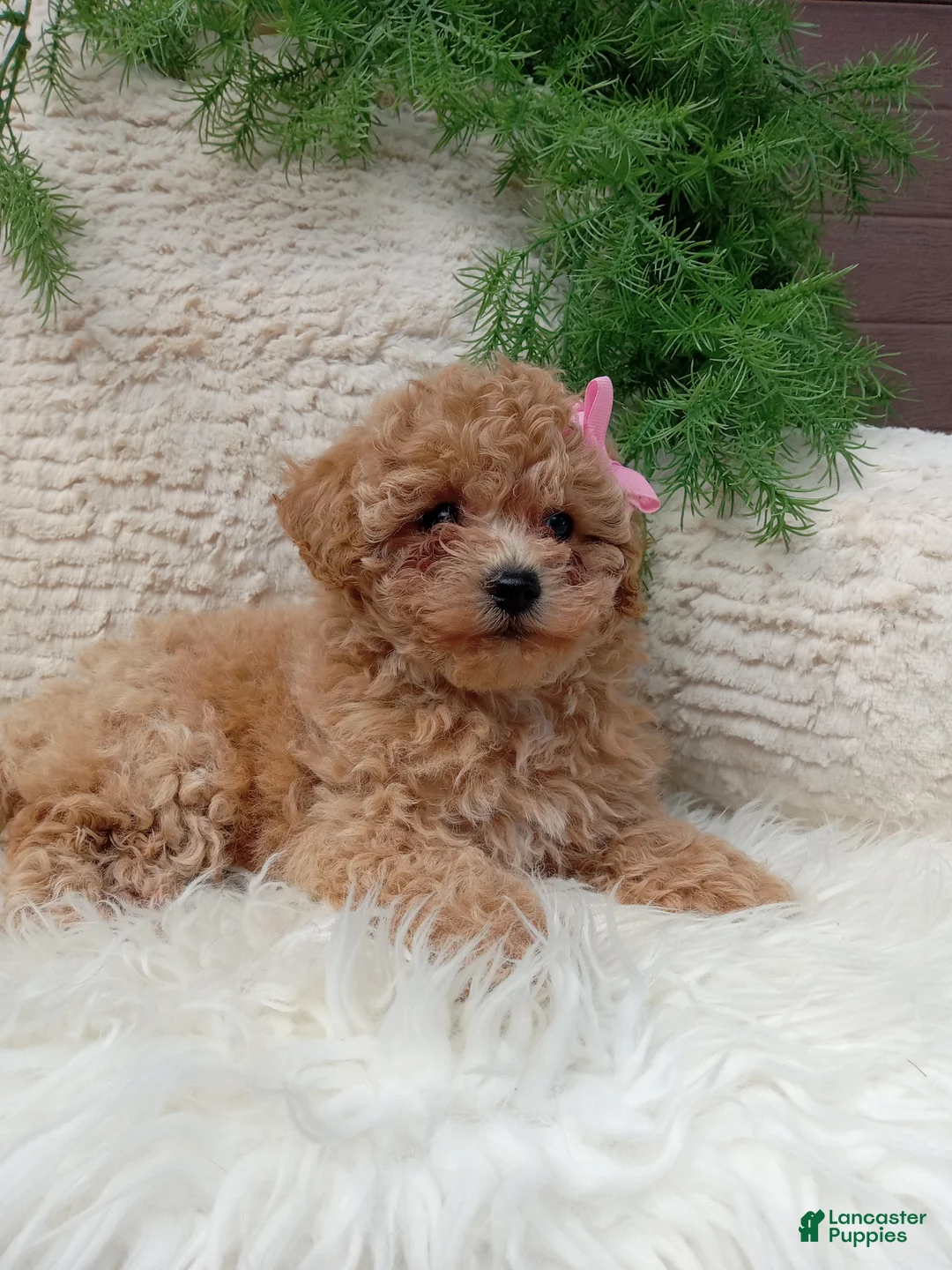 Bichpoo dogs for sale: Izzy - Ad 1