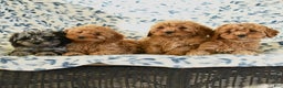 Cockapoo dogs for sale: Marlo - Ad 3