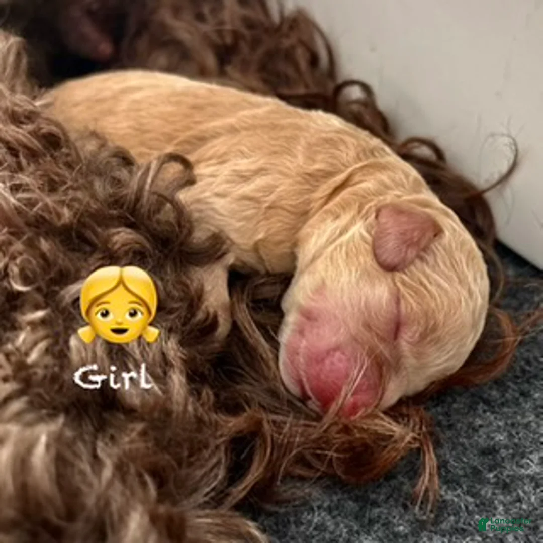 Australian Labradoodle dogs for sale: Australian Labradoodle Female 1 - Ad 1