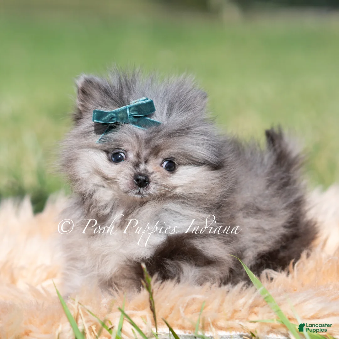 Pomeranian dogs for sale: Cooper AKC - Ad 7
