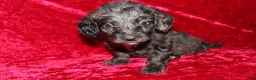 Doxiepoo dogs for sale: Doxiepoo Mia - Ad 9