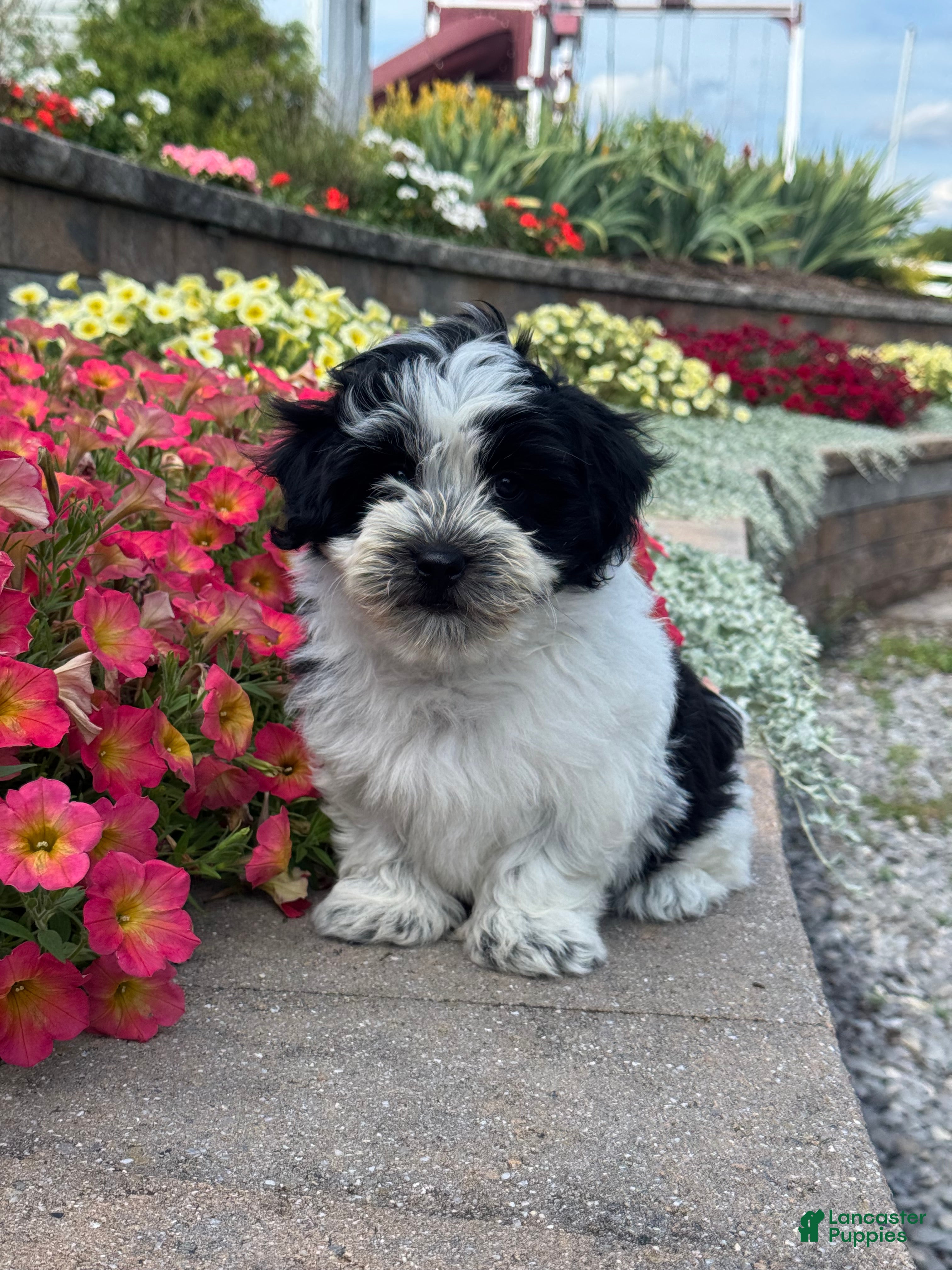 Mixed Breed dogs Art - Ad 9