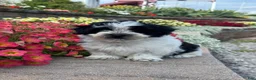 Mixed Breed dogs for sale: Art - Ad 1