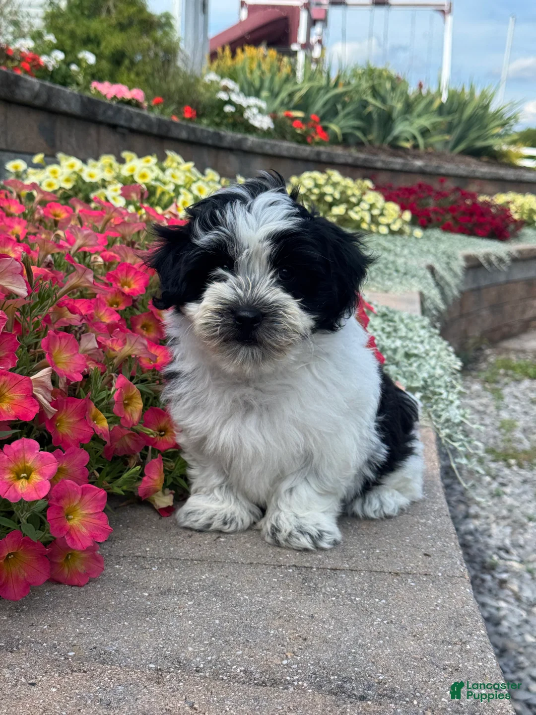 Mixed Breed dogs for sale: Art - Ad 1