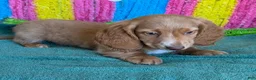 Miniature Dachshund dogs for sale: Bentley - Ad 2