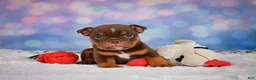 English Bulldog dogs for sale: Chloe - Ad 7