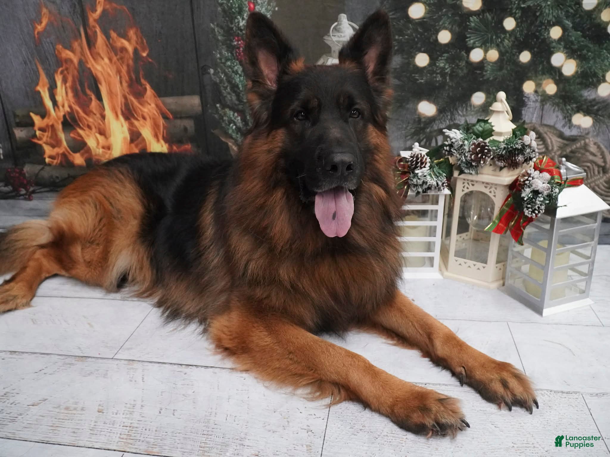 German Shepherd dogs German Shepherd 1 - Ad 38