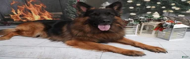 German Shepherd 1