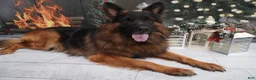 German Shepherd dogs for sale: German Shepherd 1 - Ad 1