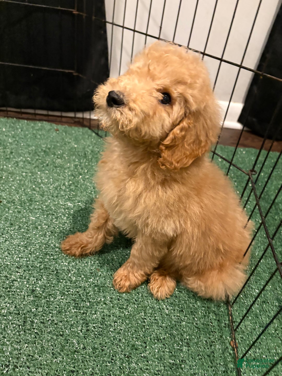 Miniature Poodle dogs for sale: Sonny - Ad 2