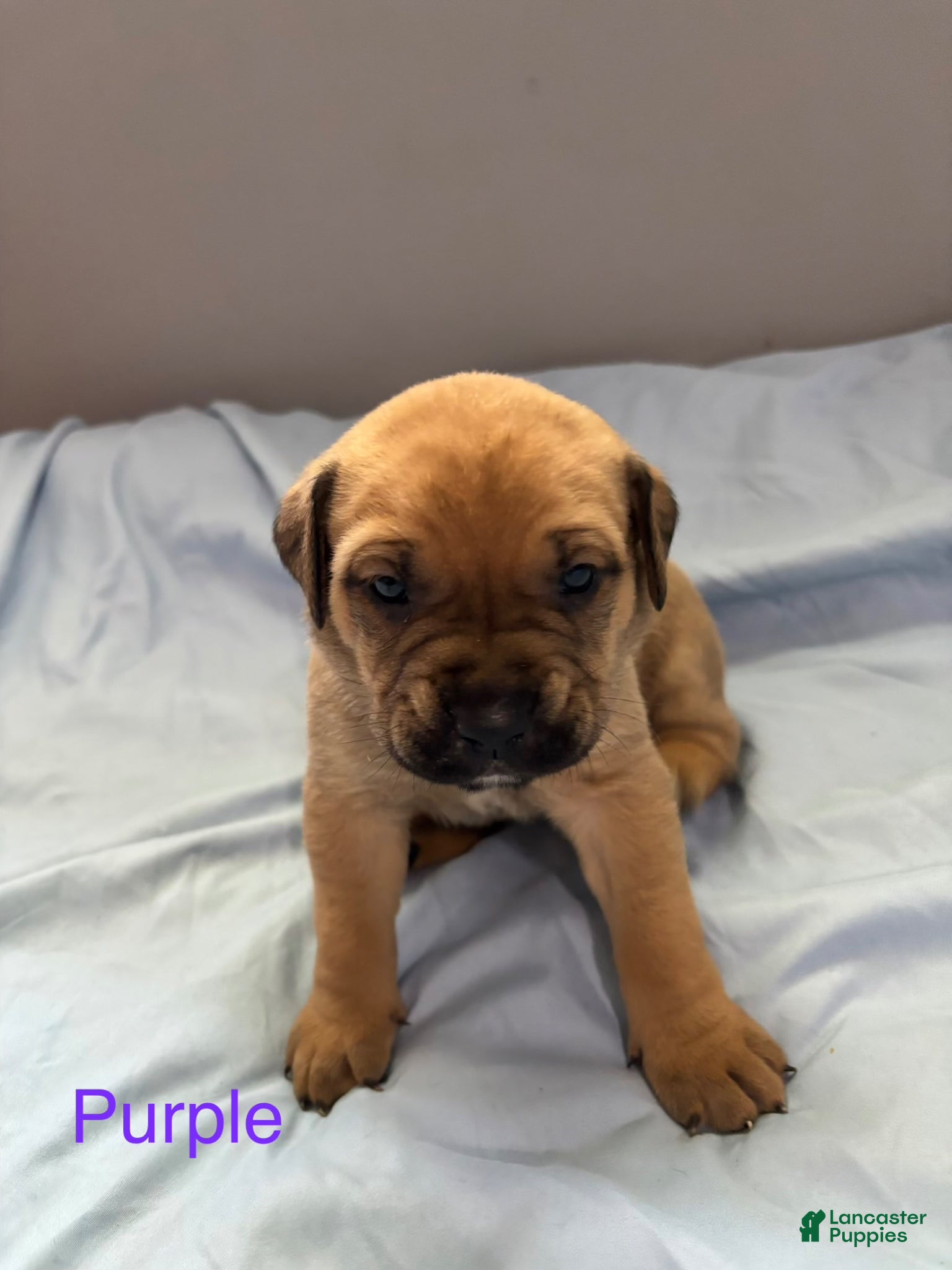 English Mastiff dogs Purple - Ad 11