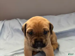 English Mastiff dogs Purple - Ad 11