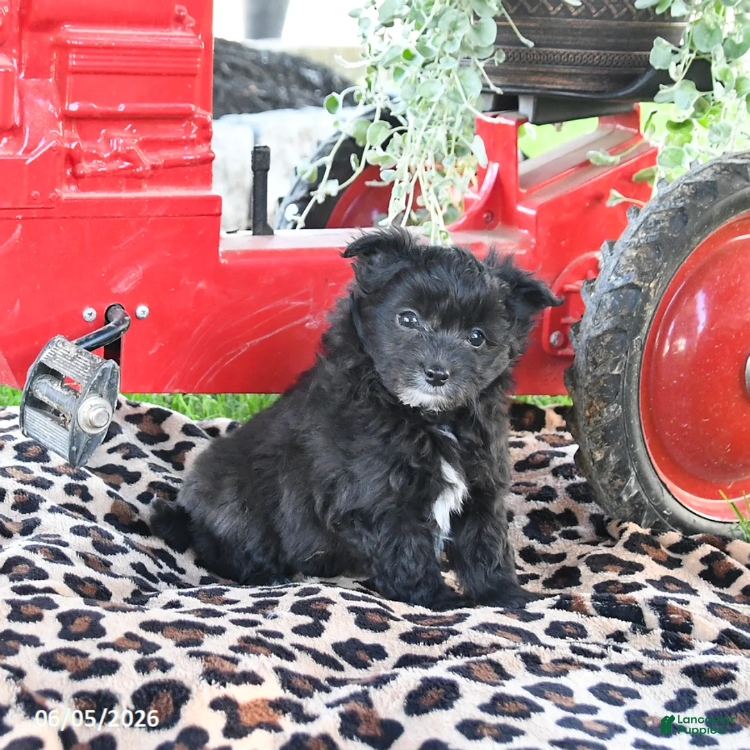 Pomapoo dogs for sale: Pebbles - Ad 1