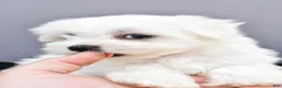 Maltese dogs for sale: Teddy - Ad 3