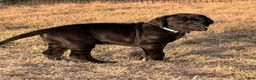 Great Dane dogs for sale: Blue Great Dane Girl 4 - Ad 2