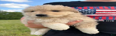 Matilda 