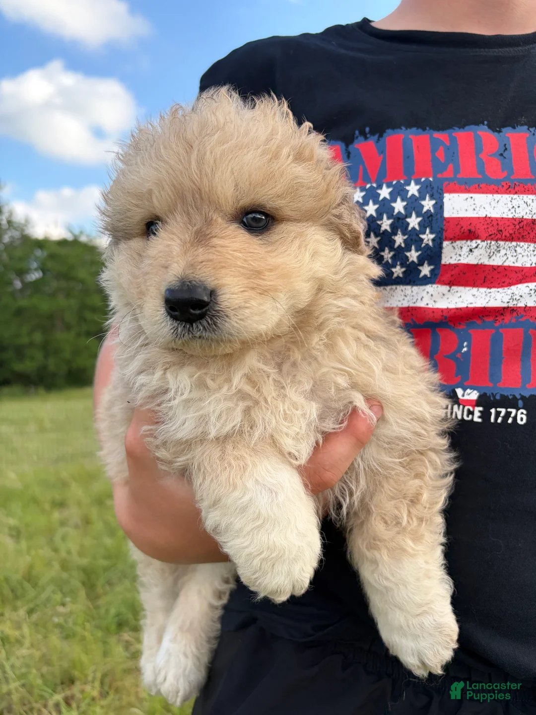Mixed Breed dogs for sale: Matilda  - Ad 1
