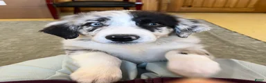 Maverick 