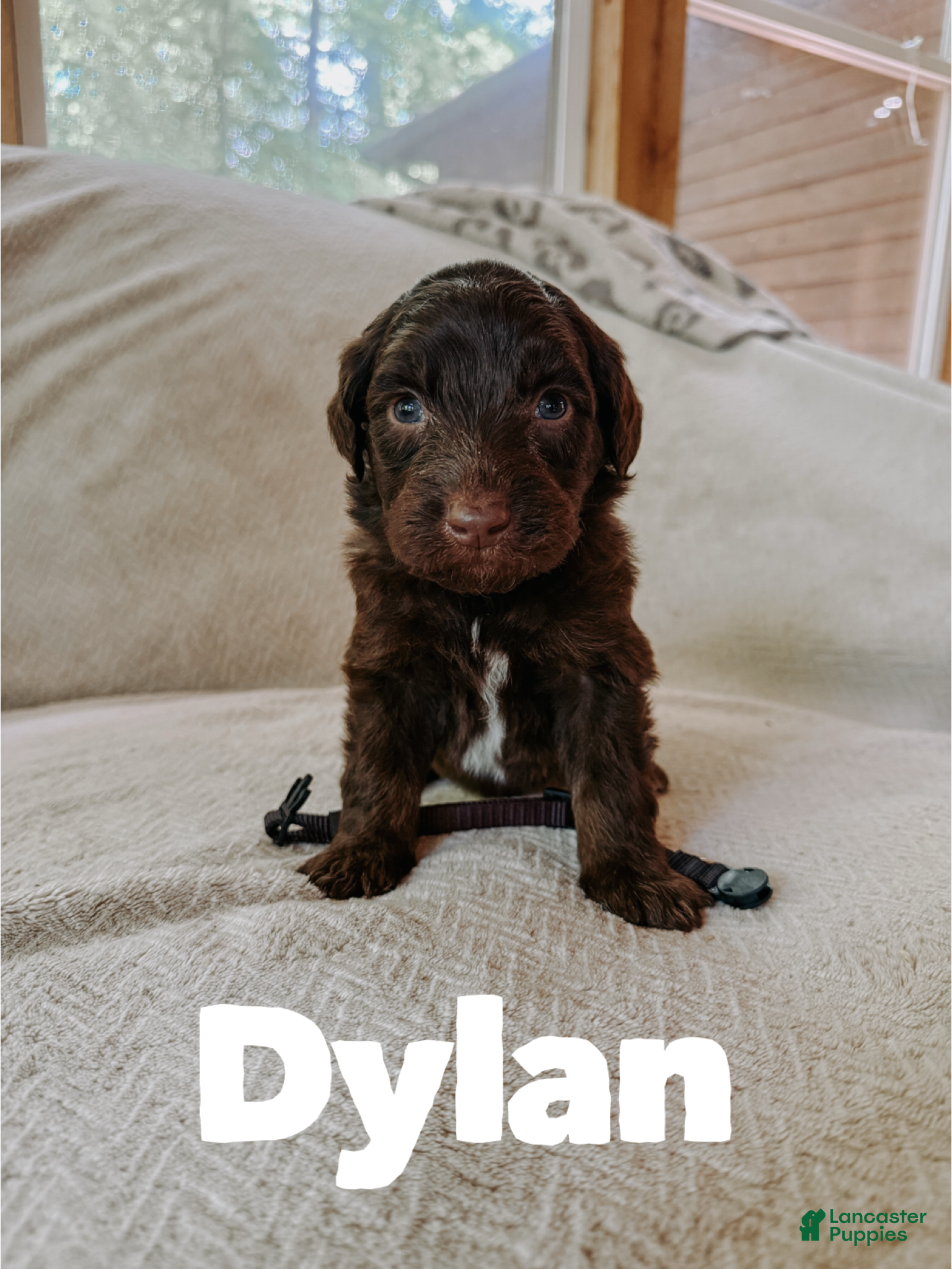 Aussiedoodle dogs Dylan  - Ad 11