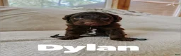 Aussiedoodle dogs for sale: Dylan  - Ad 4