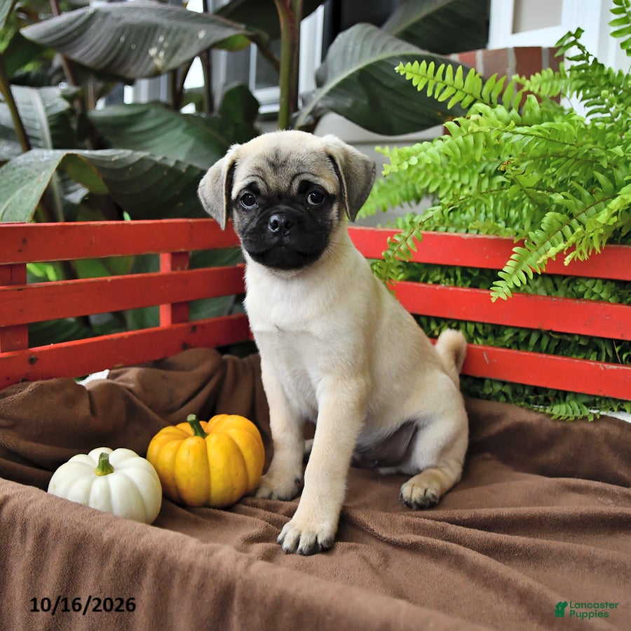 Mixed Breed dogs Cuddly - Ad 1