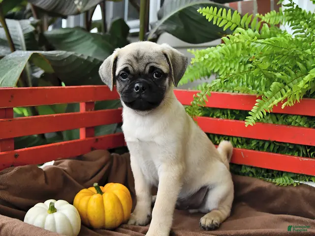 Mixed Breed dogs Cuddly - Ad 1
