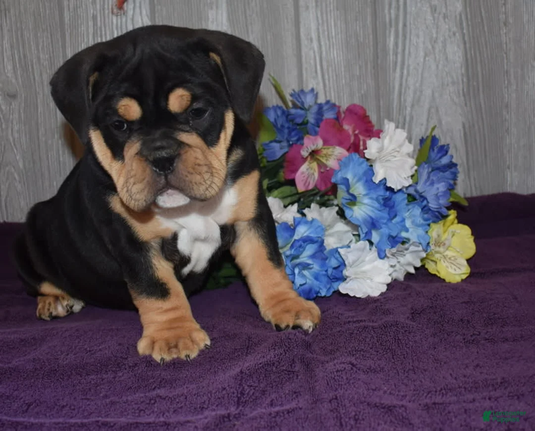 Gallery Image {{count}}