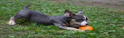 American Bully dogs for sale: American Bully 1 - Ad 5