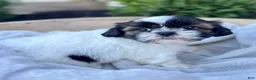 Shih Tzu dogs for sale: AKC Leo - Ad 5