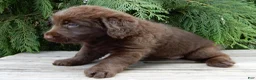 Labradoodle dogs for sale: Bailey  - Ad 7