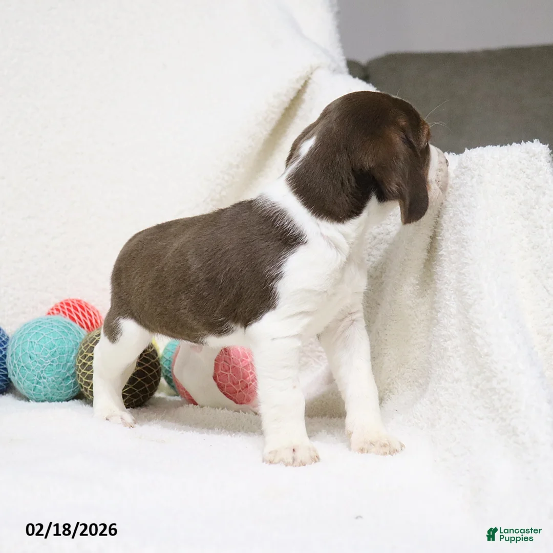 Beagle dogs for sale: Nutmeg - Ad 4