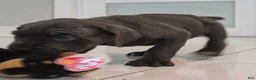 Cane Corso dogs for sale: Cane Corso 5 - Ad 4