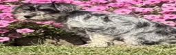 Miniature Schnauzer dogs for sale: Hudson - Ad 4