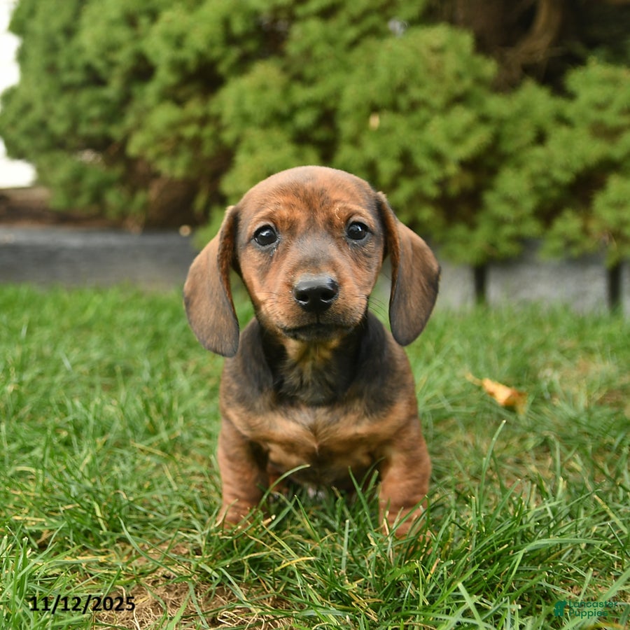 Miniature Dachshund dogs Ryder   - Ad 3