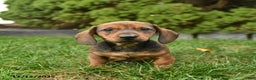 Miniature Dachshund dogs for sale: Ryder   - Ad 1