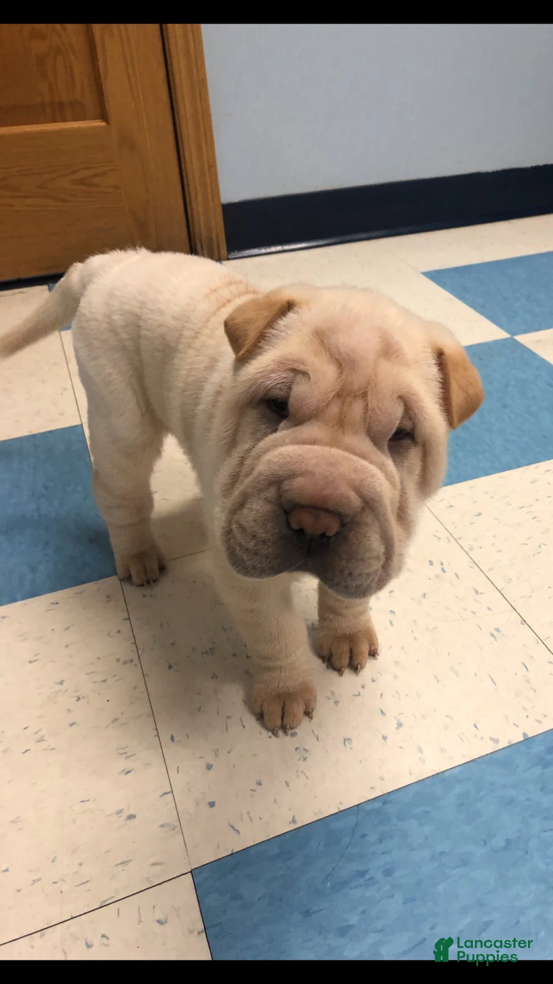 Shar Pei dogs for sale: Shar Pei Puppy 7 - Ad 2